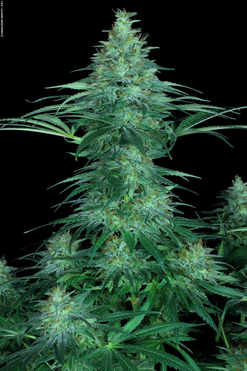 Sensi Star Feminizada - Paradise Seeds Pack x 3