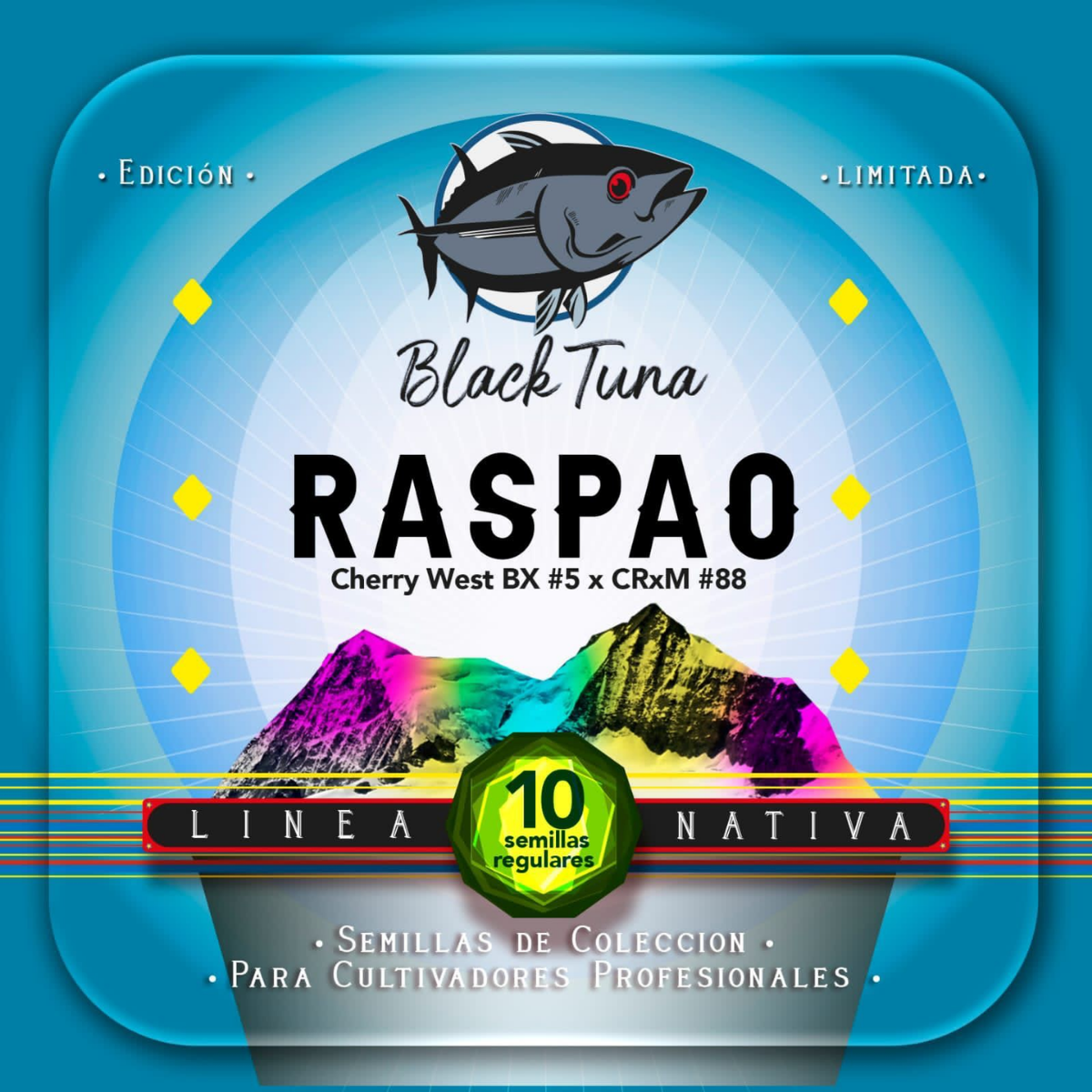 Raspao Regular - Black Tuna - Pack x 10