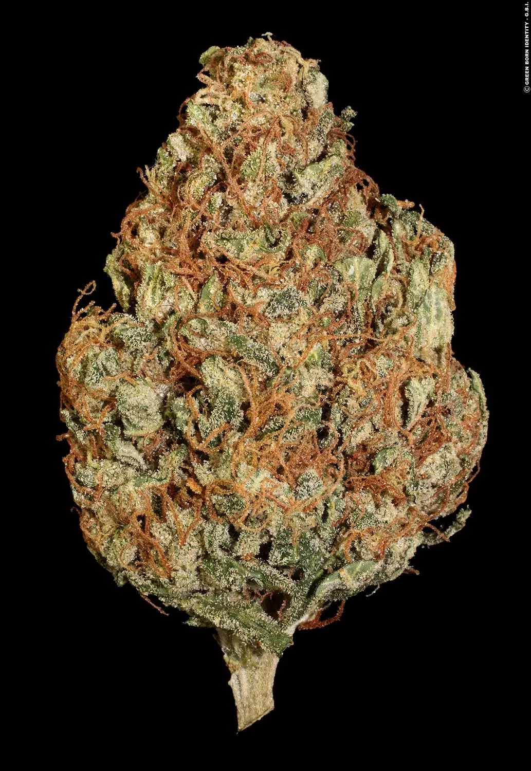 Automaria II - Paradise Seeds Pack x 3