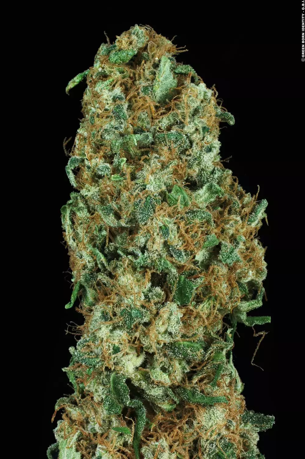 Original White Widow (IBL) Feminizada - Paradise Seeds Pack x 3