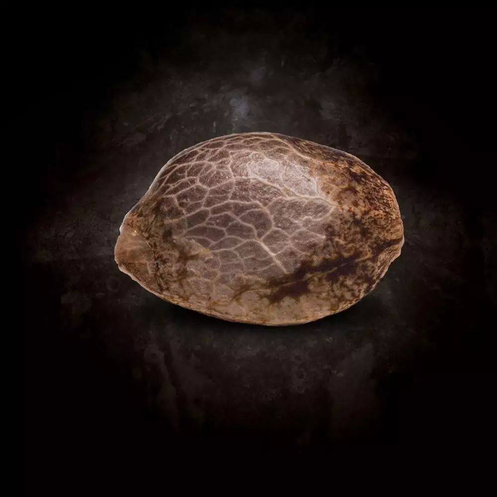 Allkush - Paradise Seeds Pack x 3