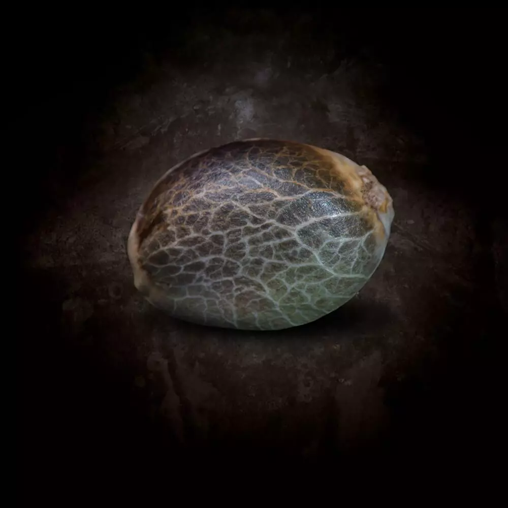 Sunset Paradise - Paradise Seeds Pack x 3