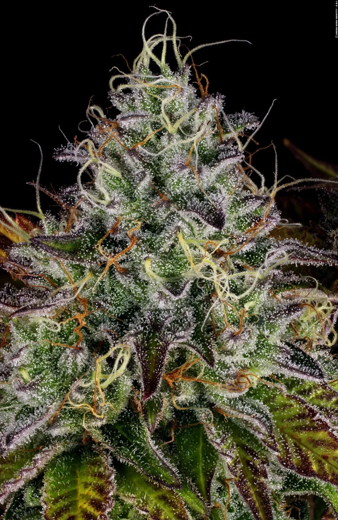 Apricot Candy Feminizada - Paradise Seeds Pack x 3