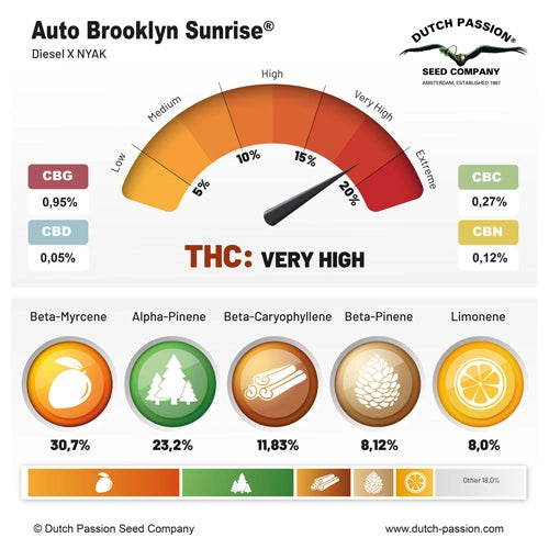 Auto Brooklyn Sunrise - Dutch Passion pack x 3