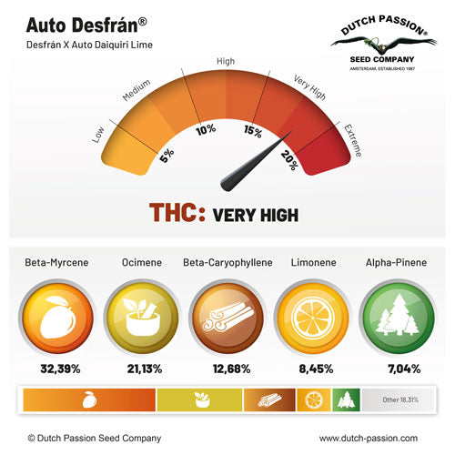 THC: Muy alto Sativa dominante Tiempo: 12-15 Semanas Sabor: Dulce, terroso y especiado