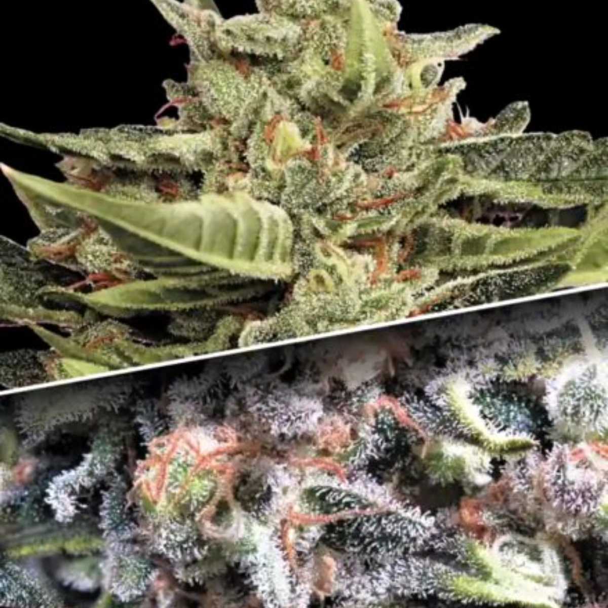 Auto Collection Pack #1 - Paradise Seeds Pack x 6