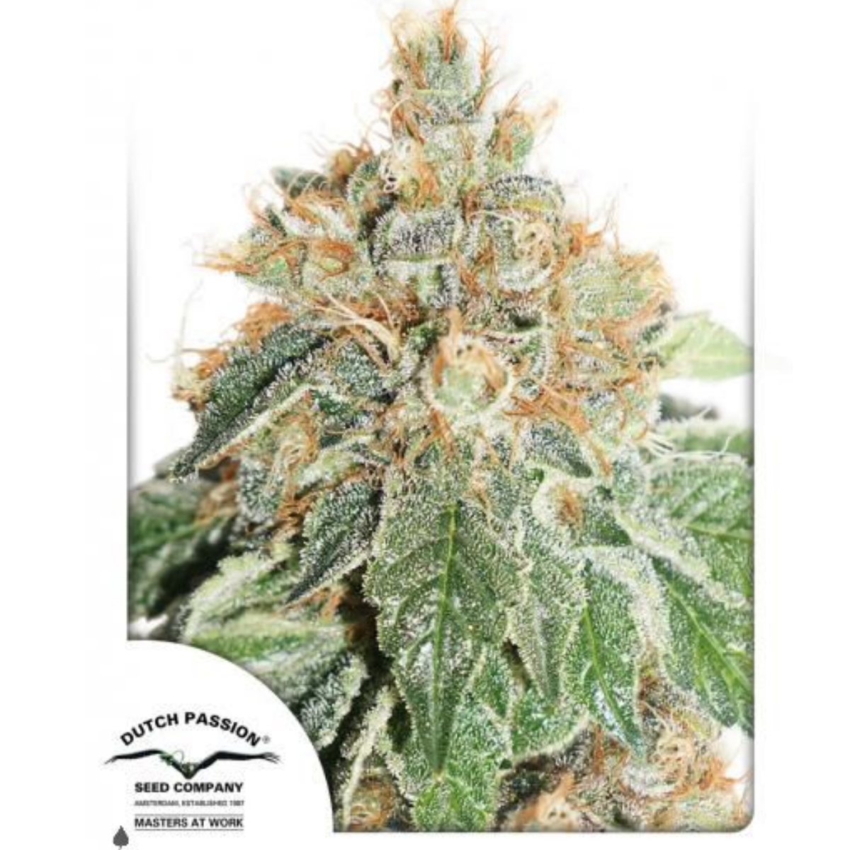 Auto Colorado Cookies® - Dutch Passion pack x 3