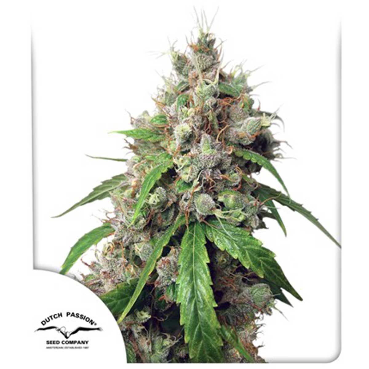 THC: Muy alto  Sativa predominante Tiempo:  10 semanas  Autofloreciente Sabor: Dulce, fresco y afrutado