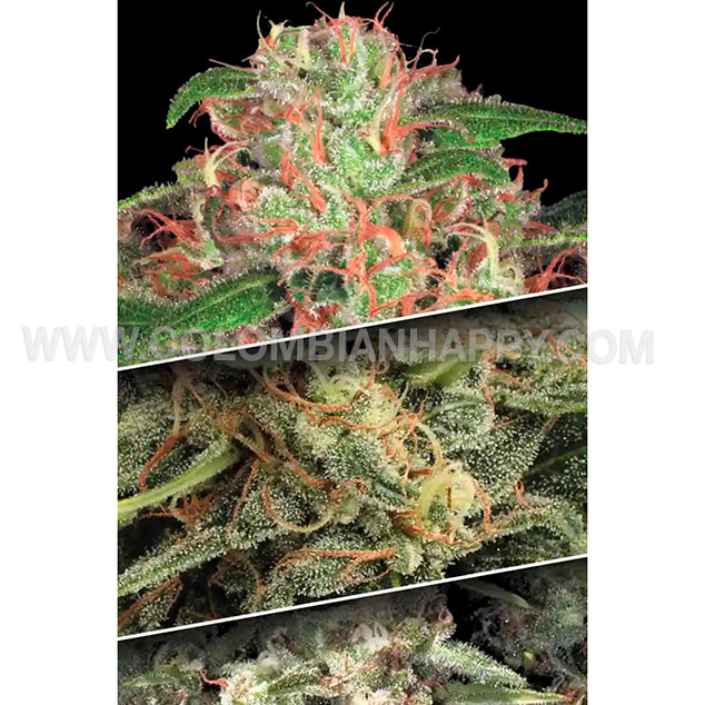 Auto Collection Pack #2 - Paradise Seeds Pack x 6