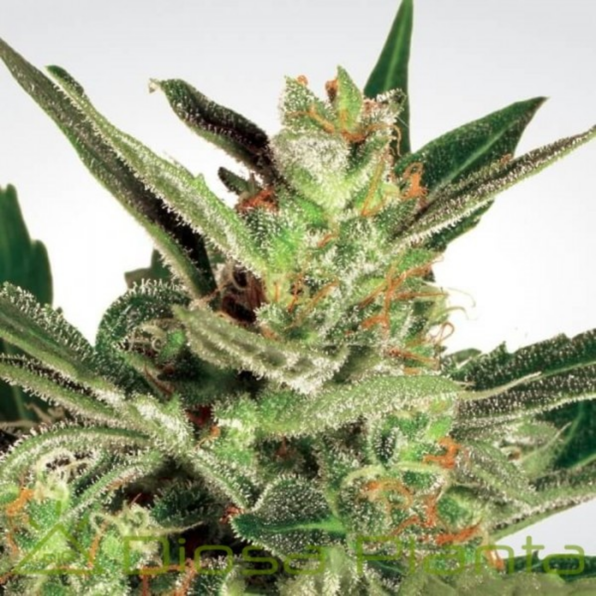 Automaria II - Paradise Seeds Pack x 3