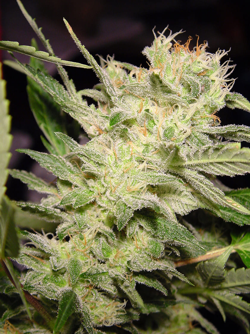 THC 18-22%  CBD 0.1%  Indica/Sativa Ratio 40% Indica / 60% Sativa  Flowering Time Indoor 60 Days  Harvest Month (n.L) Mid October  Harvest Month (s.L) Mid April  Effect/Buzz Trippy  Smell/Taste Fruity, Pungent  Yield Outdoor (GR/PP) 800 Gr  Yield Indoor (gr/m2) 450 Gr