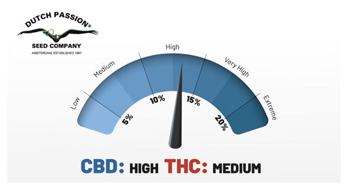 CBD Auto compassion lime®- Dutch passion pack x 3