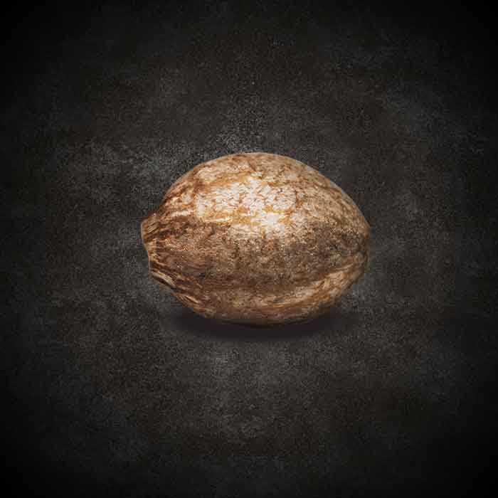 CBDream (THC<1%) - Paradise Seeds Pack x 3