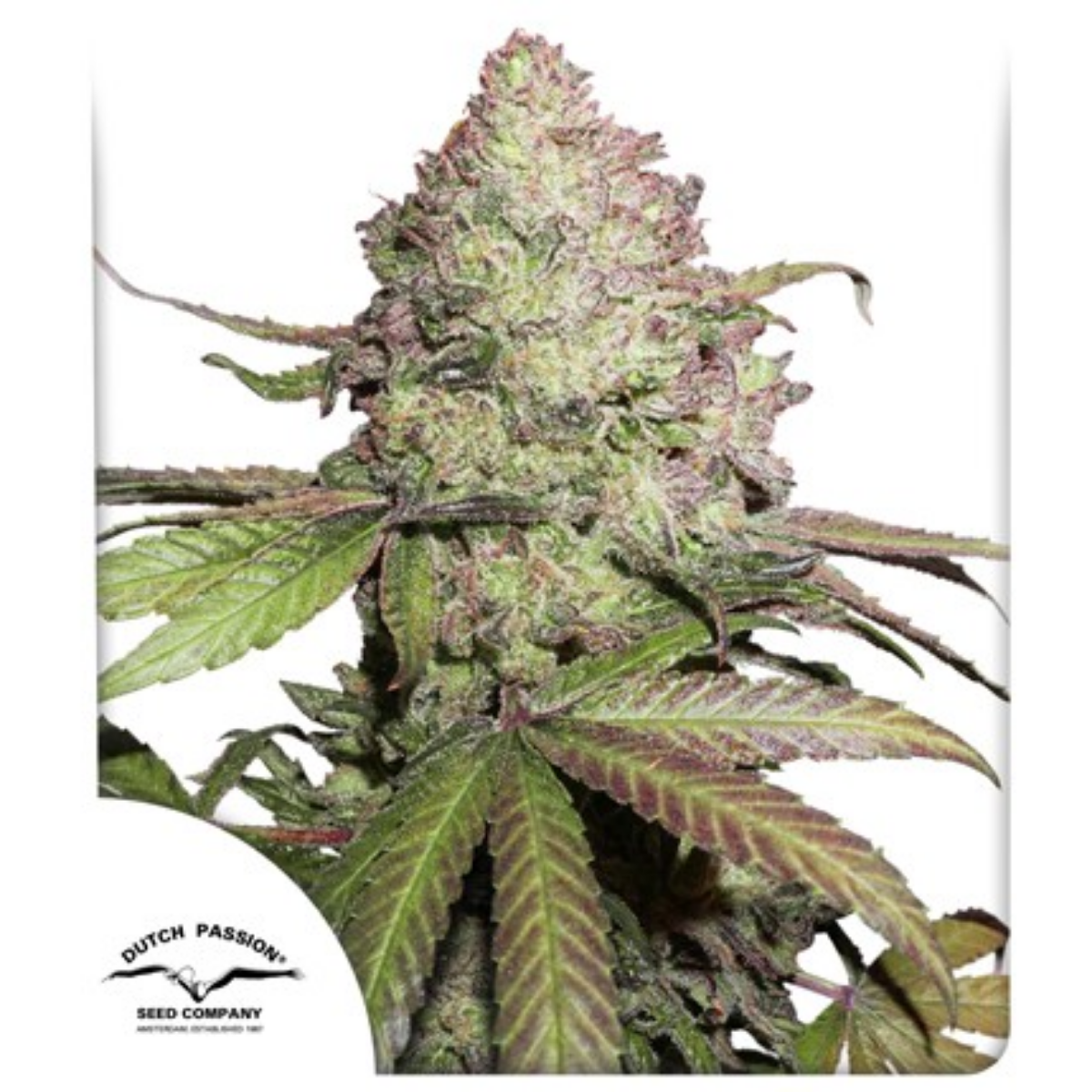 THC: Bajo CBD: 15% Tiempo: 13 semanas  Sabor: Cítrico picante 