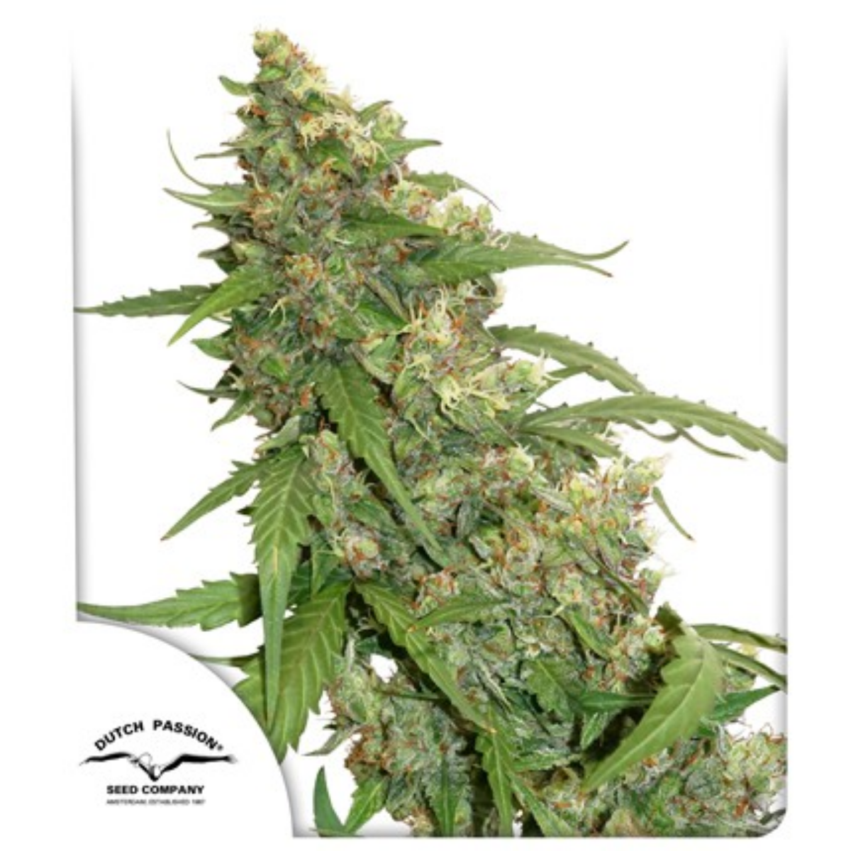 CBD Auto compassion lime®- Dutch passion pack x 3
