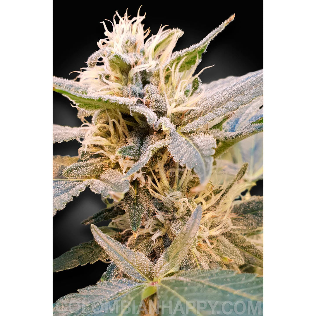 Semillas 3 THC 0.6%  Indica/Sativa Ratio 60% Indica 40% Sativa  Sabor / Olor Limón, Skunk  Tiempo de floración interior 60 dias  Rendimiento al aire libre (GR/PP) 300 Gr  Efecto / Zumbido Edificante, Relajación  CBD 15-20%