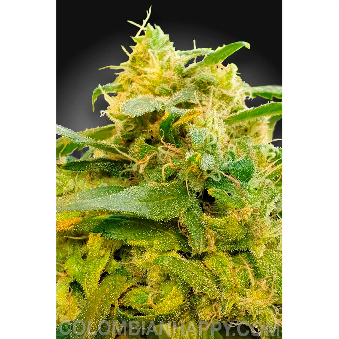 THC: 0.6% CBD: 15-20 % 60% Sativa 40% Indica Tiempo: 53 días Efecto: Alivio del dolor, Relajación Sabor: limón