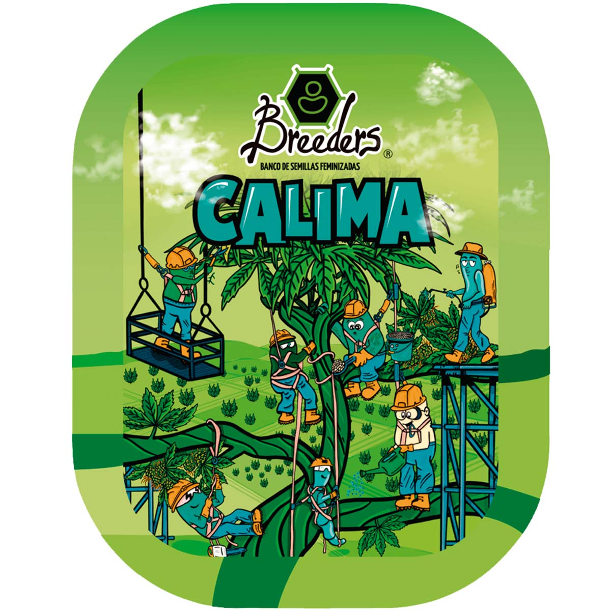 Calima Feminizada Breeders Pack X3