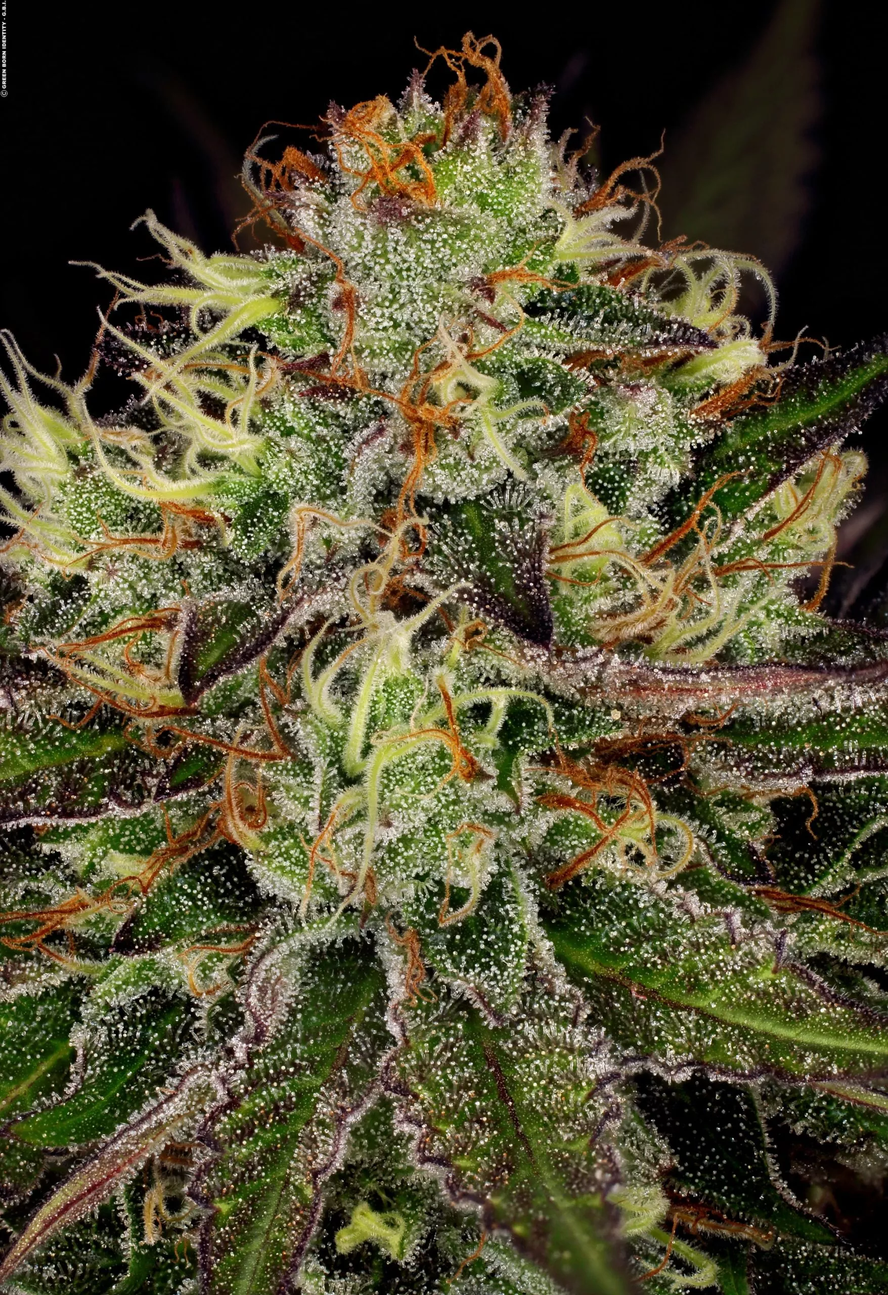 Chocolate Wafflez - Paradise Seeds Pack x 3