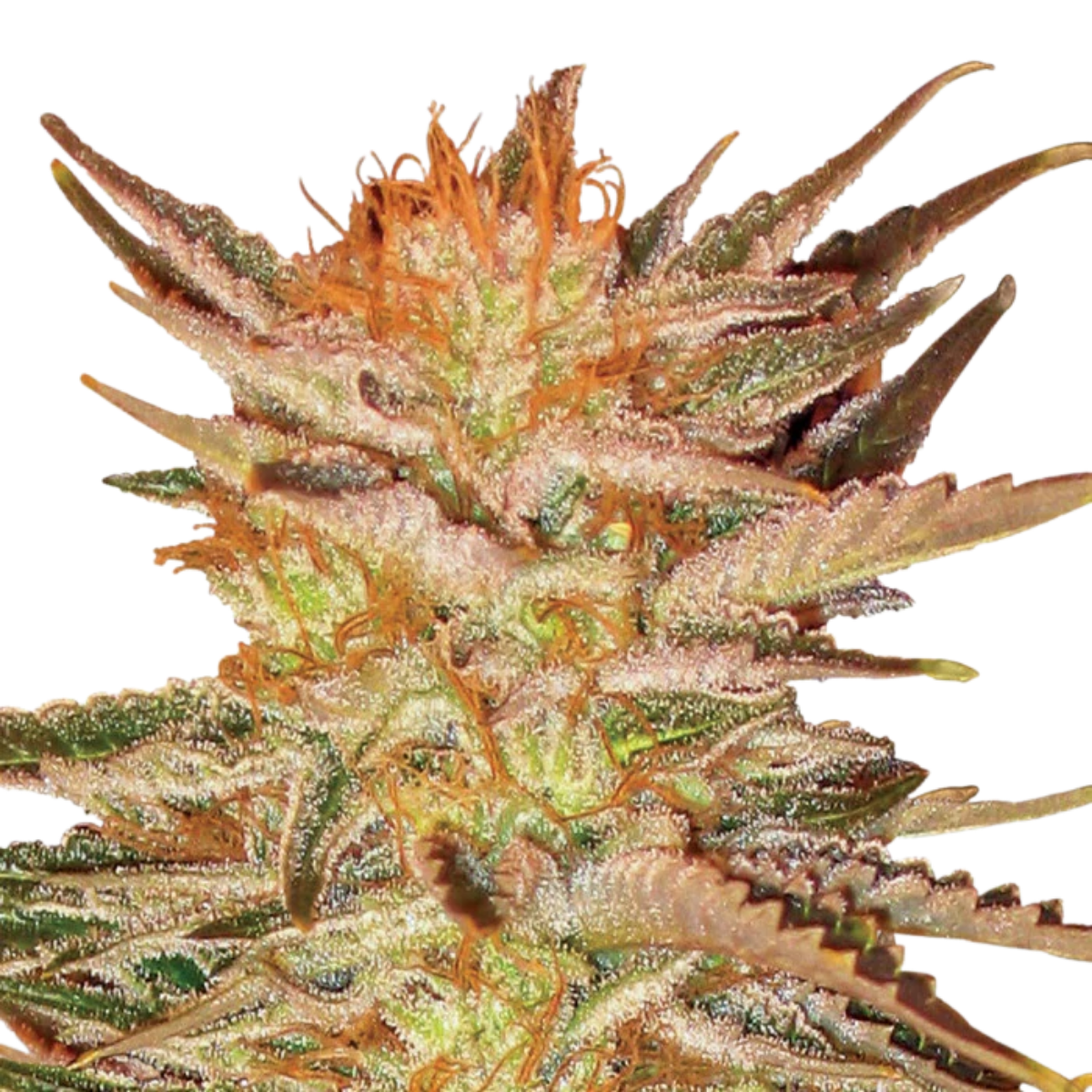 La primera variedad de nuestro Índica Champion Collection Pack es Sensi Star (2 semillas). La calificamos como “la índica más fuerte que puedas experimentar” porque eso es exactamente lo que es (y tenemos los trofeos para probarlo).