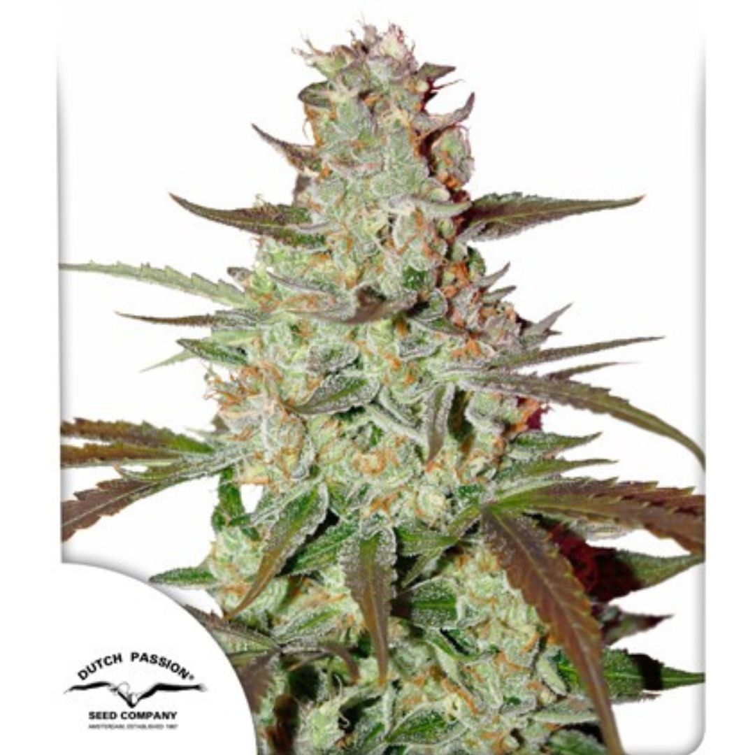 Bubble Gum X Blueberry Indica Dominante Interior/Exterior Period de Floración: 60 días (2 meses) Rendimiento: XL THC: Muy alto (23%) Sabor: Frutal Efecto: Relajante
