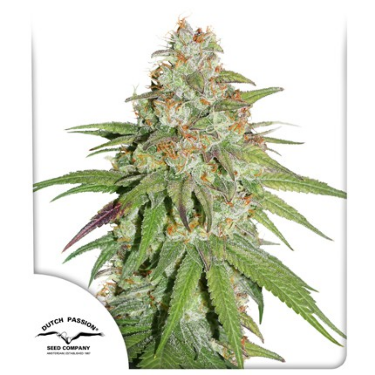 THC: Muy alto Feminizada Híbrida Tiempo: 8 semanas Sabor: Afrutado