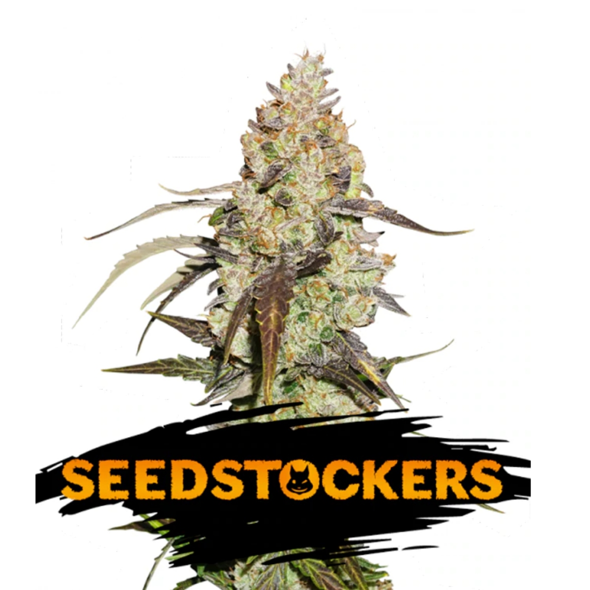 Moby Dick Feminizada - Seed Stockers - Pack x 3