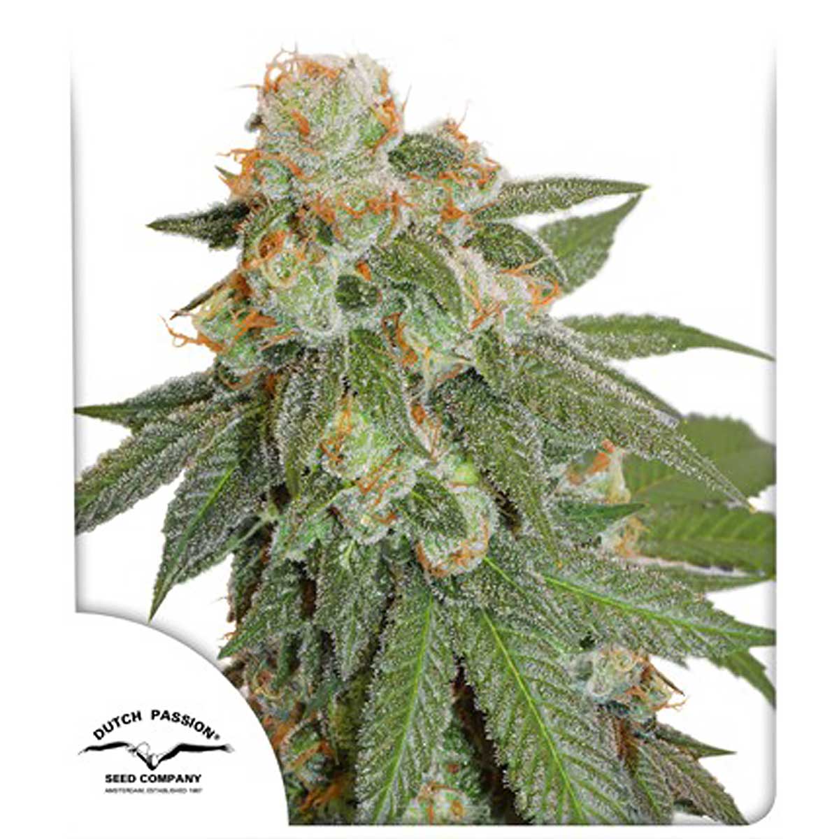 Auto Orange Bud®- Dutch Passion pack x 3