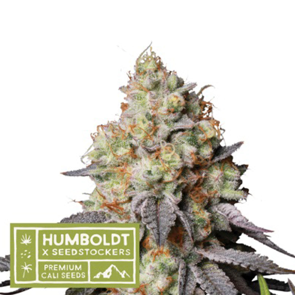 Panty Punch Auto - Humboldt x Seed Stockers - Pack x 3