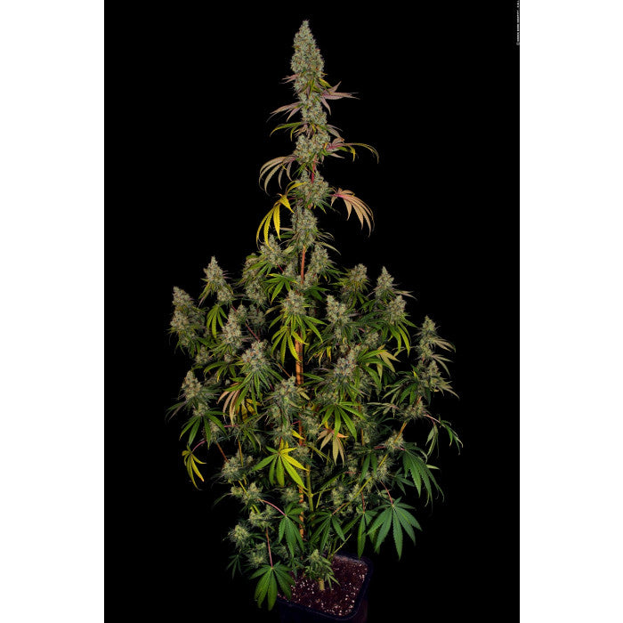 Rainbow Road Feminizada - Paradise Seeds Pack x 3