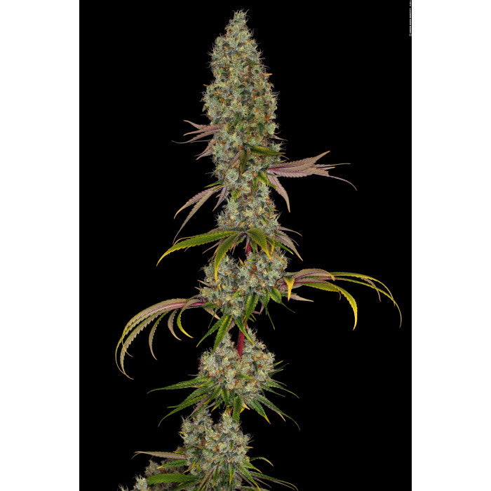 Rainbow Road Feminizada - Paradise Seeds Pack x 3