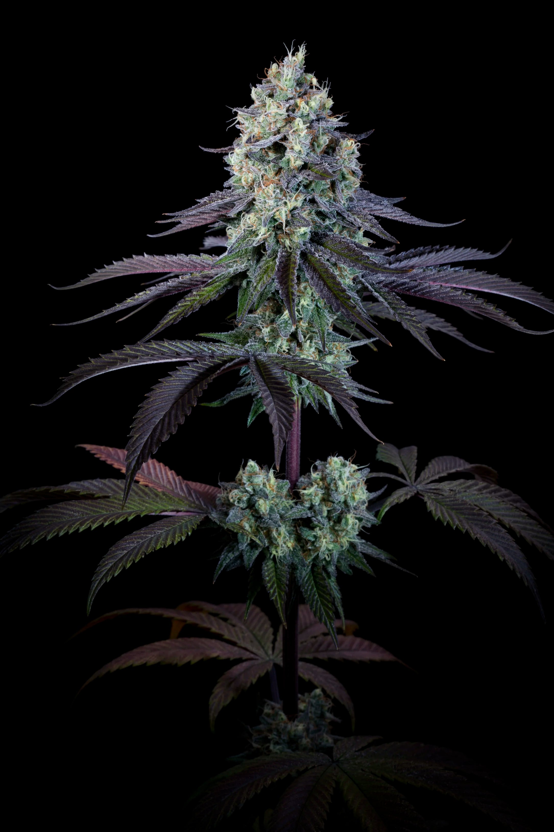 Purple Mints Feminizada - Paradise Seeds Pack x 3