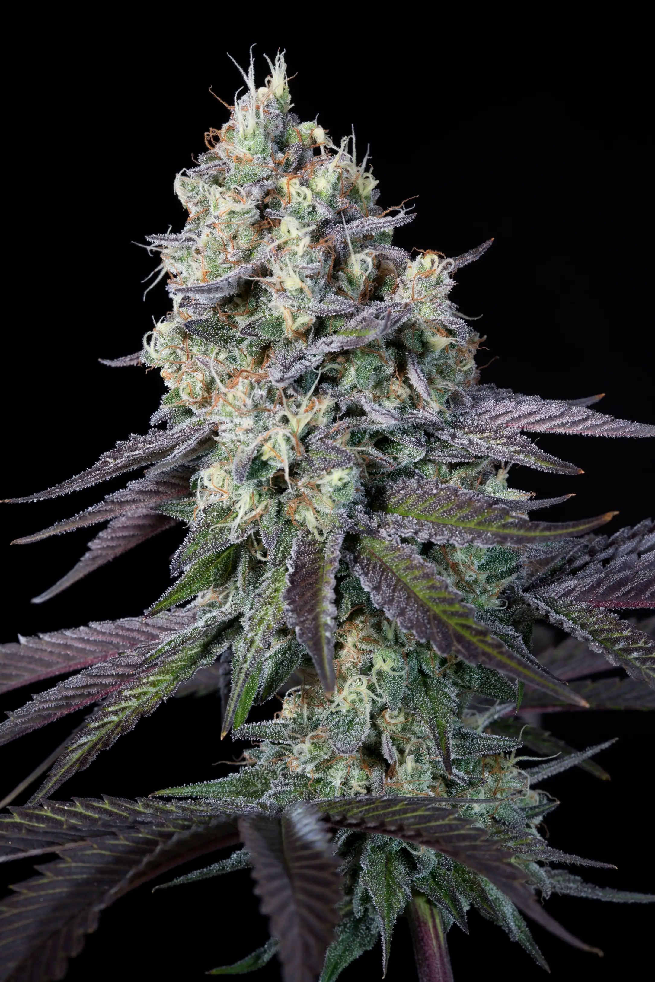 Purple Mints Feminizada - Paradise Seeds Pack x 3
