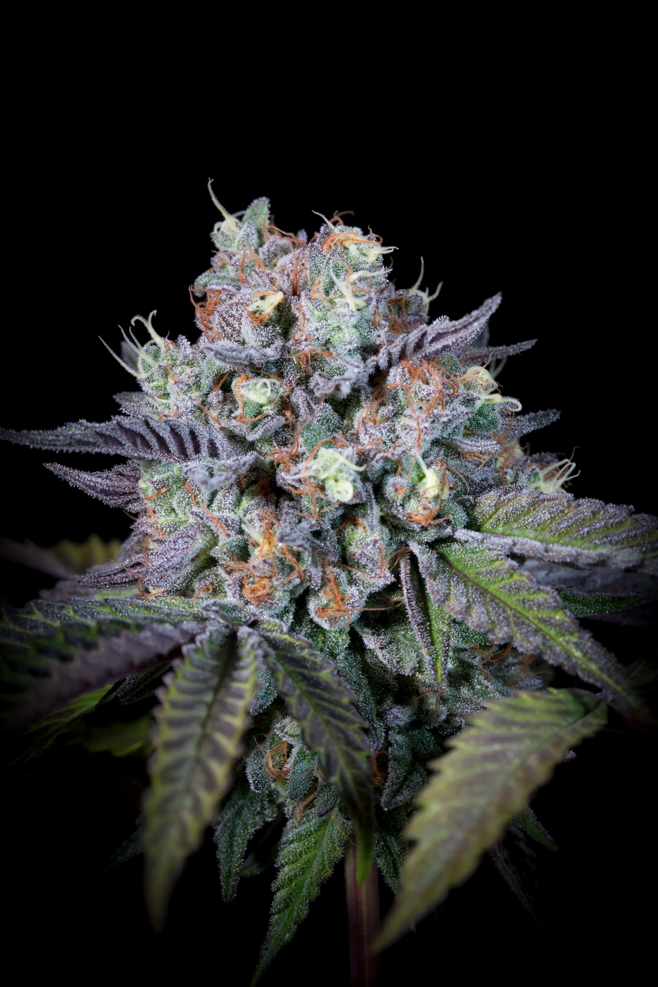 Purple Mints Feminizada - Paradise Seeds Pack x 3