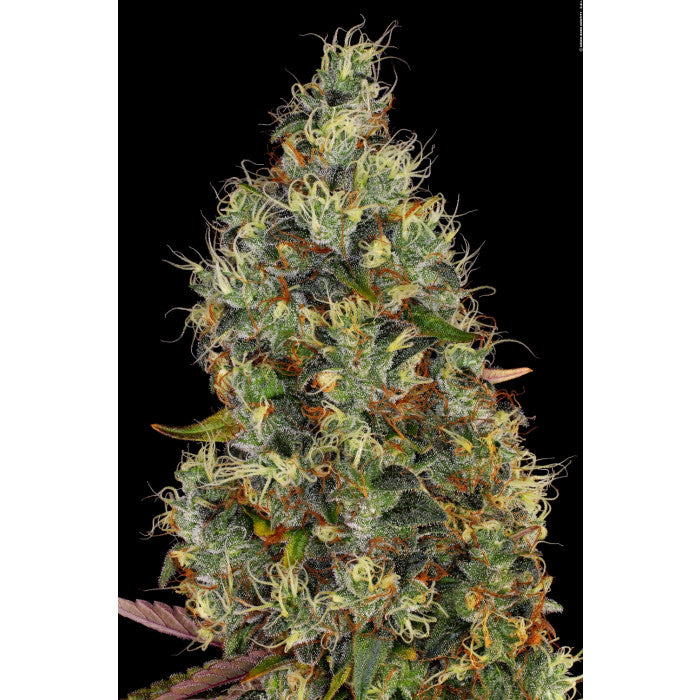 Rainbow Road Feminizada - Paradise Seeds Pack x 3