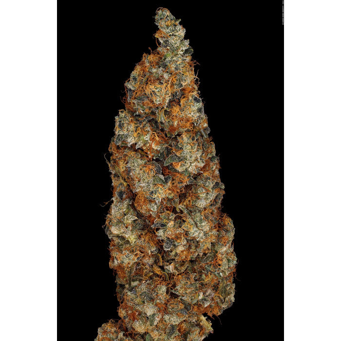 Rainbow Road Feminizada - Paradise Seeds Pack x 3