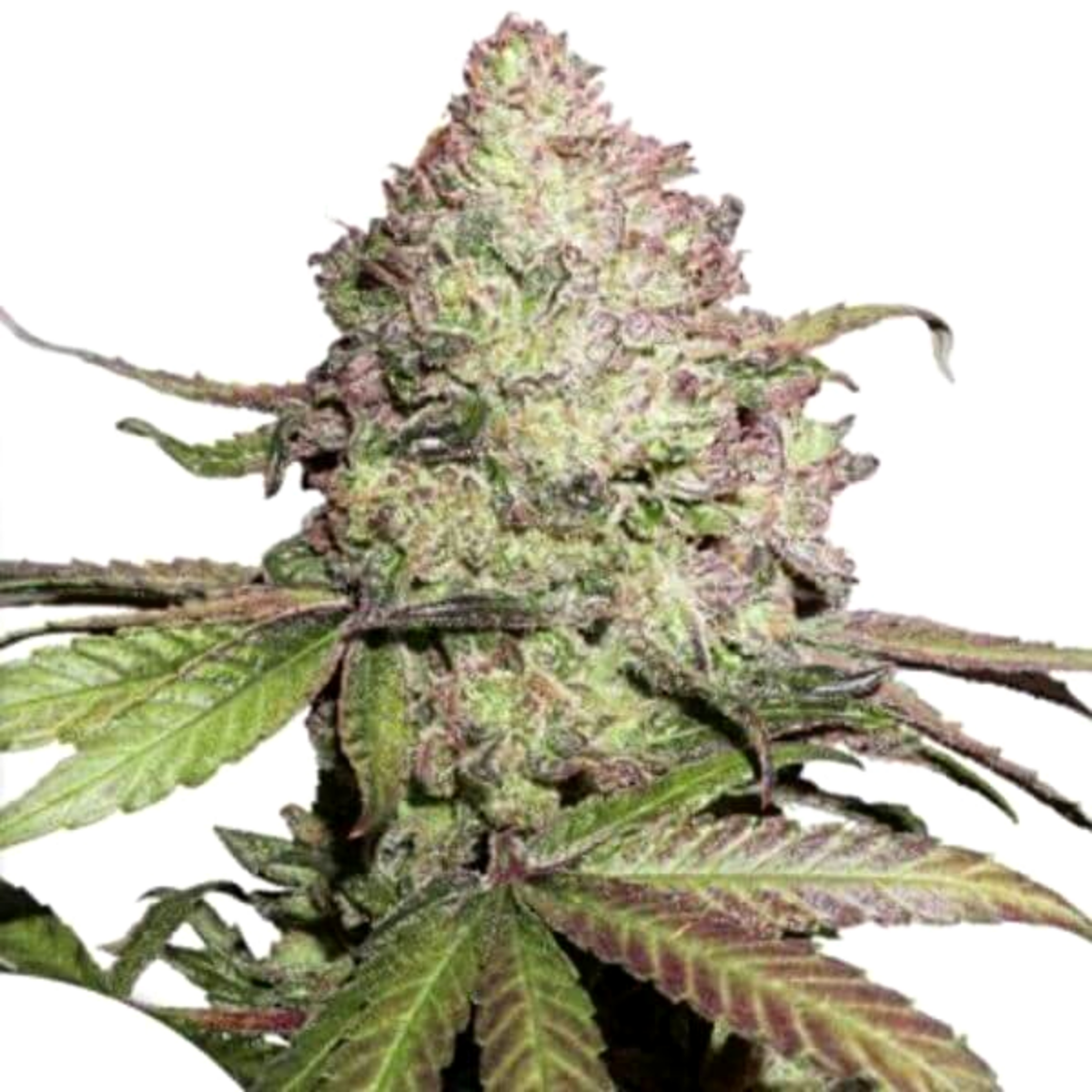 Space Cookies Feminizada - Paradise Seeds Pack x 3