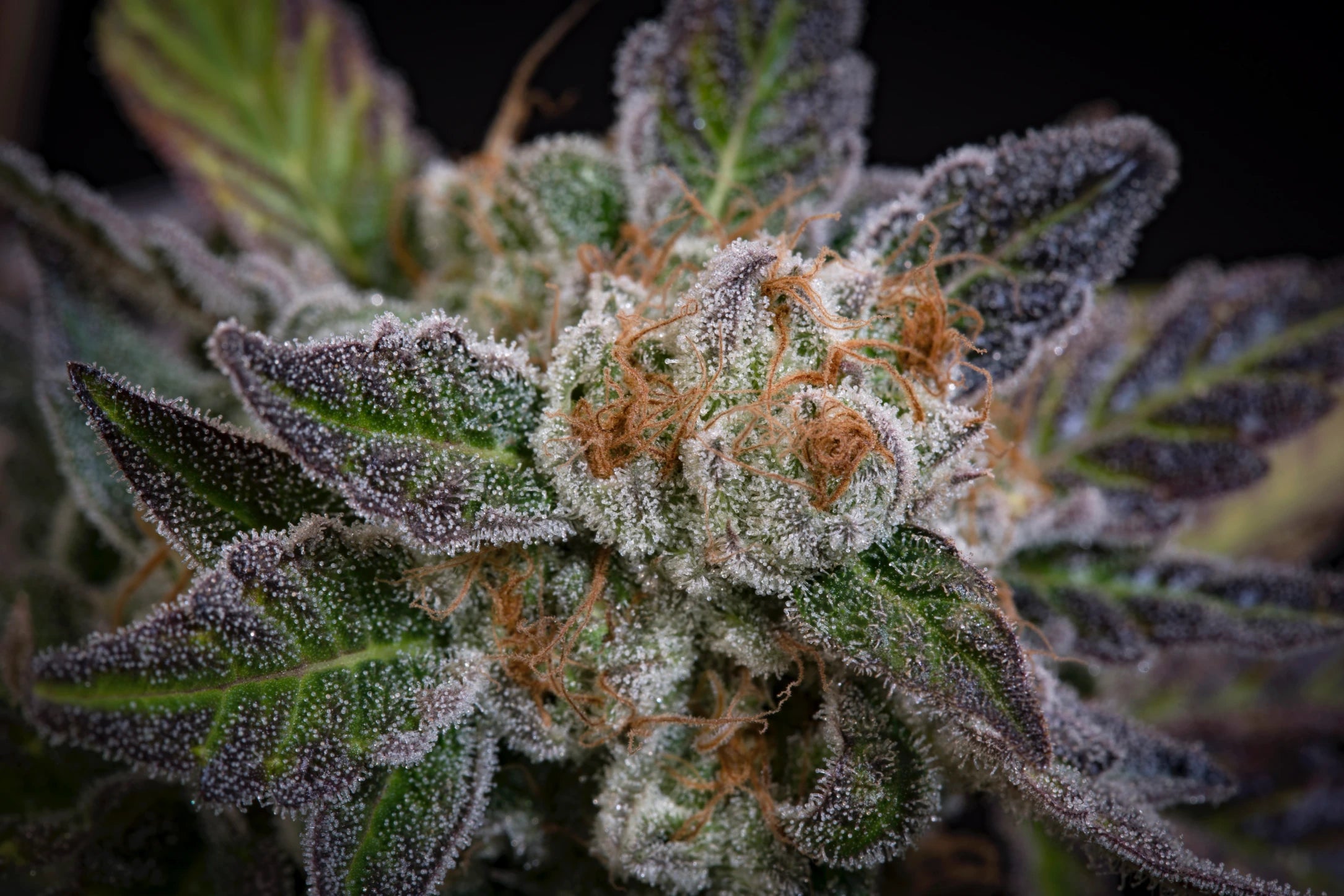 Sweetopia Feminizada - Paradise Seeds Pack x 3