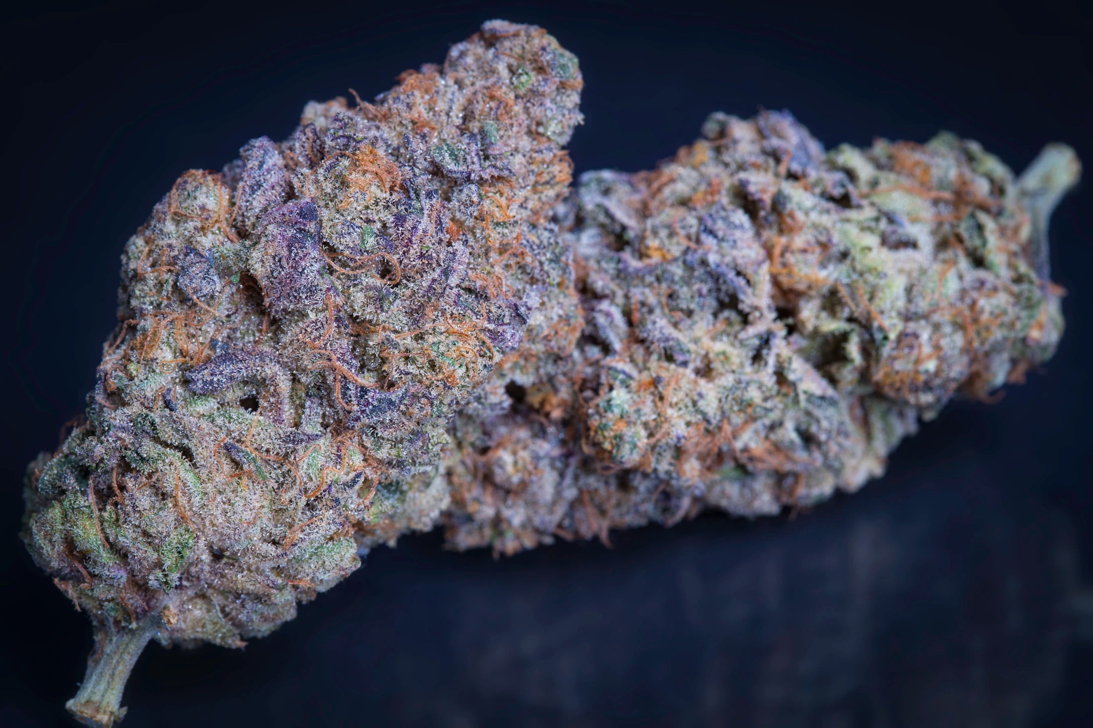 Sweetopia Feminizada - Paradise Seeds Pack x 3