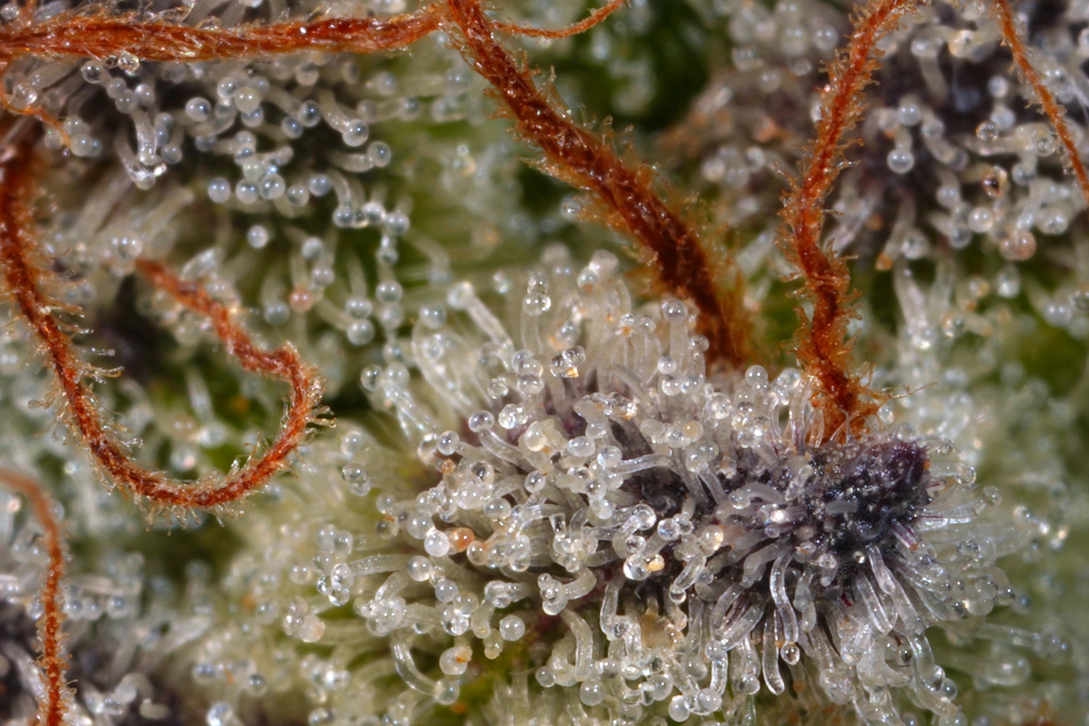 Sweetopia Feminizada - Paradise Seeds Pack x 3