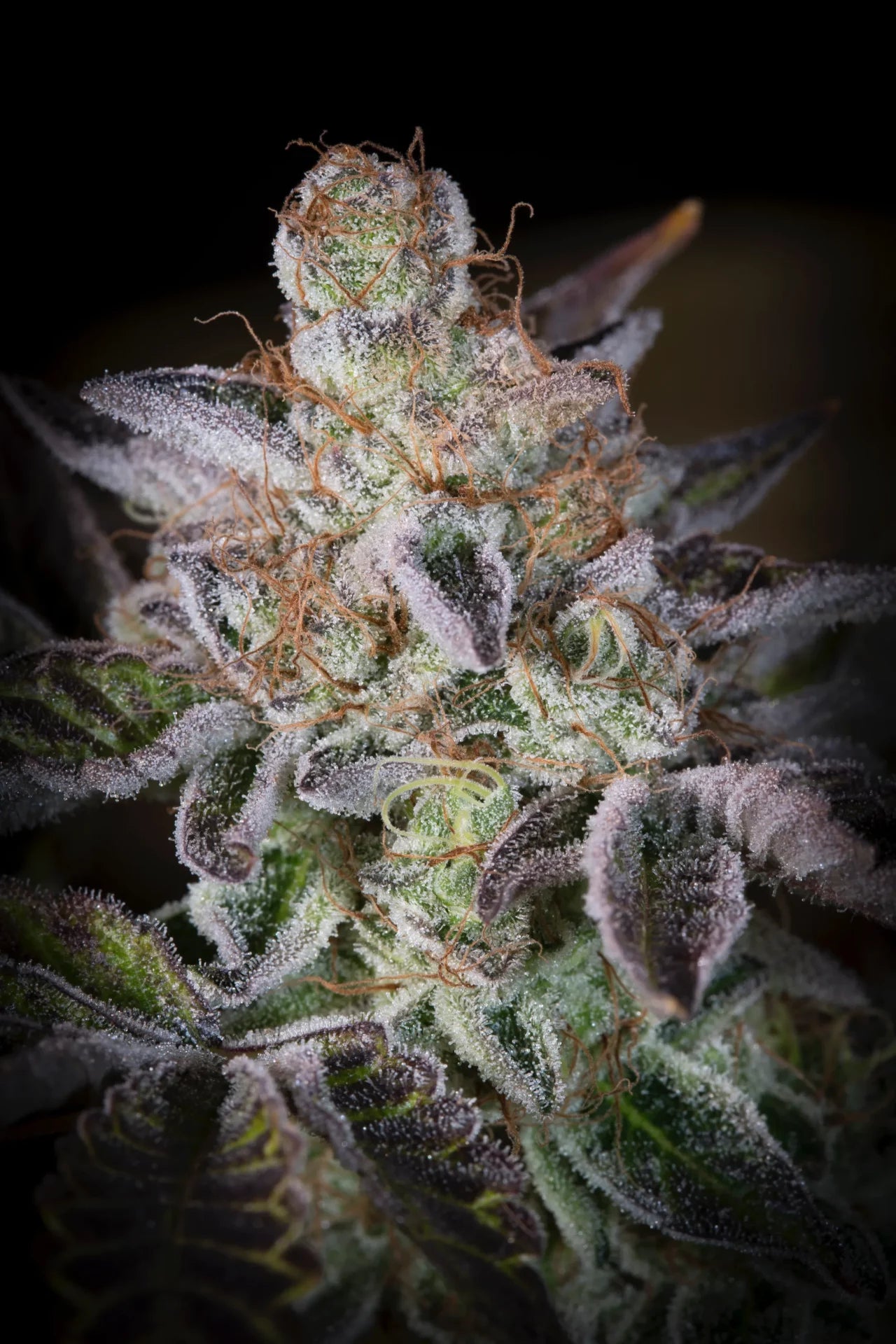Sweetopia Feminizada - Paradise Seeds Pack x 3