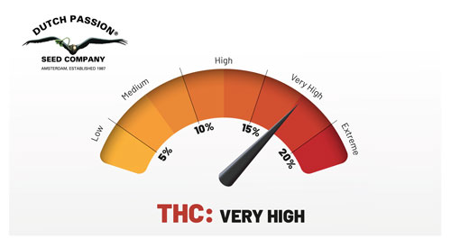 THC: Muy alto  Sativa predominante Tiempo:  10 semanas  Autofloreciente Sabor: Dulce, fresco y afrutado