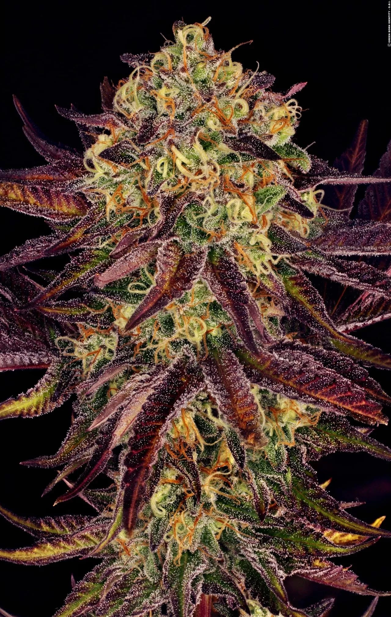 Tangerine Sorbet Feminizada - Paradise Seeds Pack x 3