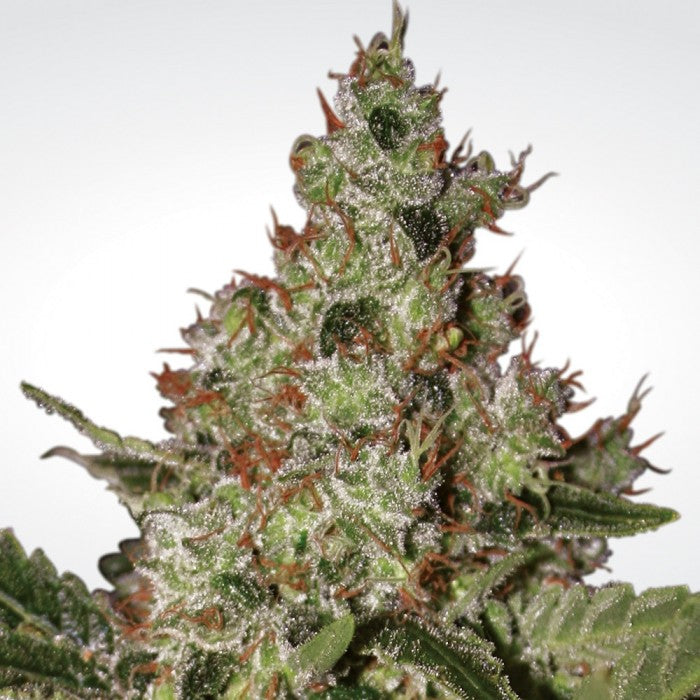 Acid Feminizada - Paradise Seeds Pack x 3