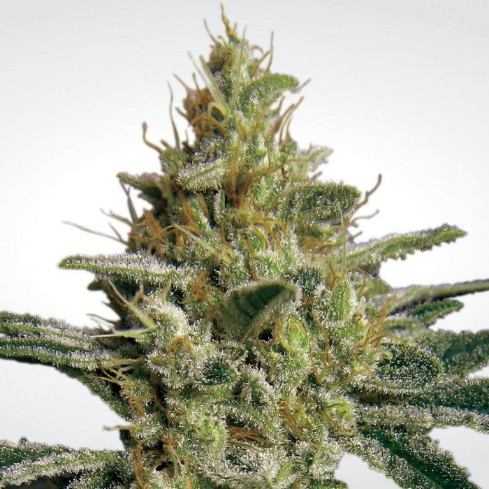 Allkush - Paradise Seeds Pack x 3