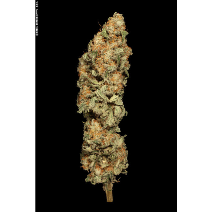 Allkush - Paradise Seeds Pack x 3
