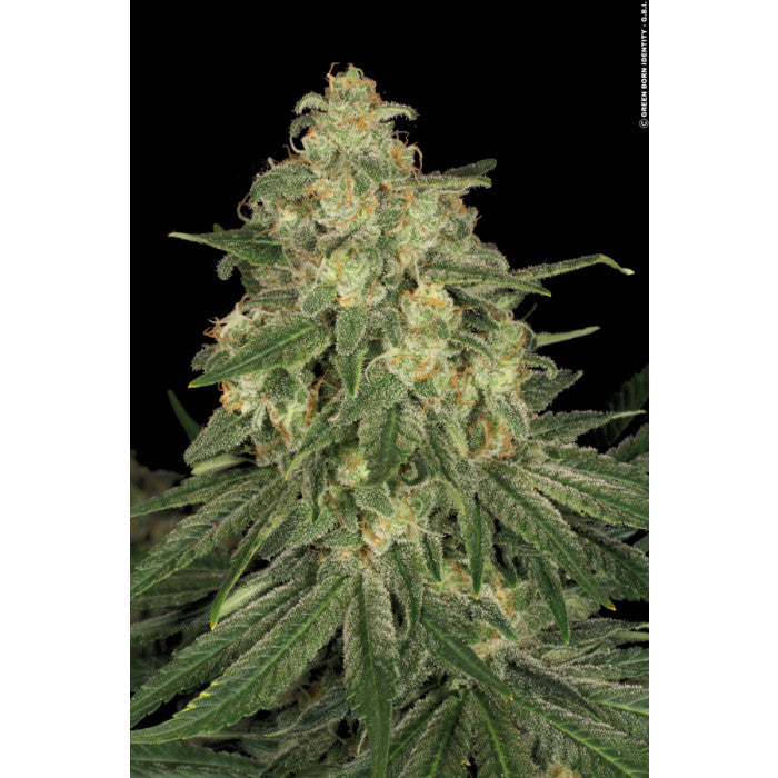 Allkush - Paradise Seeds Pack x 3