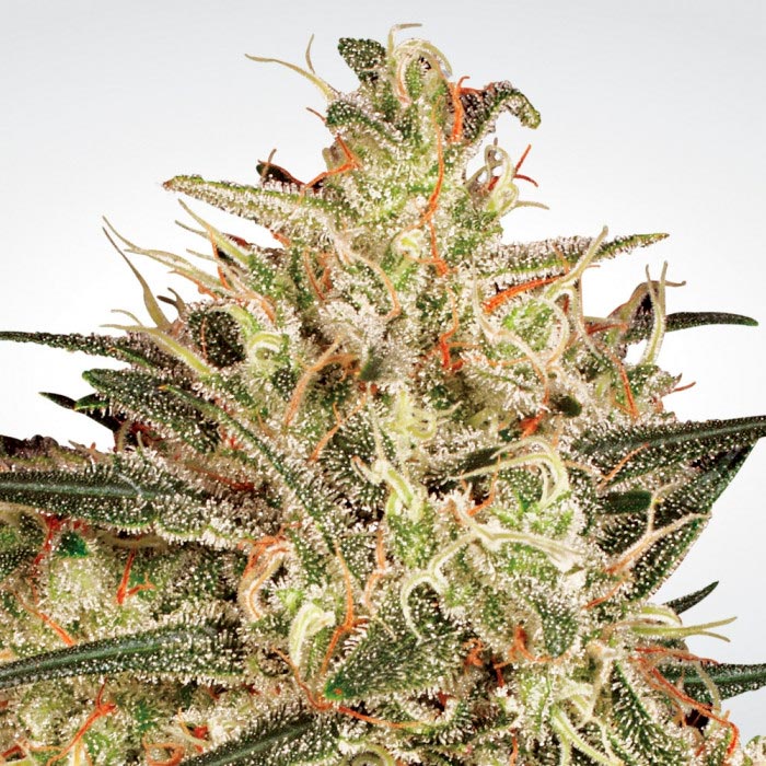 Atomical Haze - Paradise Seeds Pack x 3