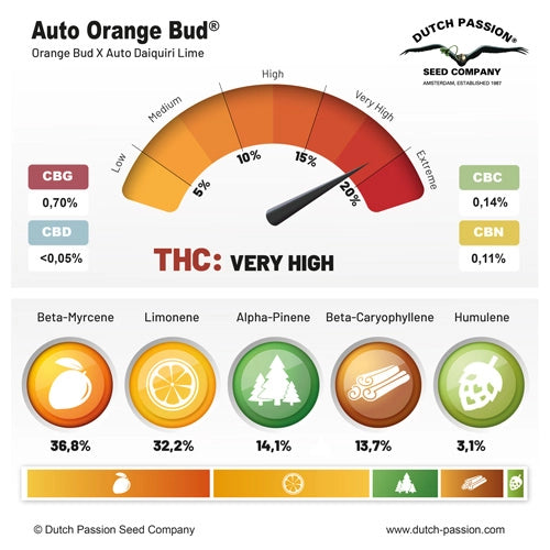 Auto Orange Bud®- Dutch Passion pack x 3