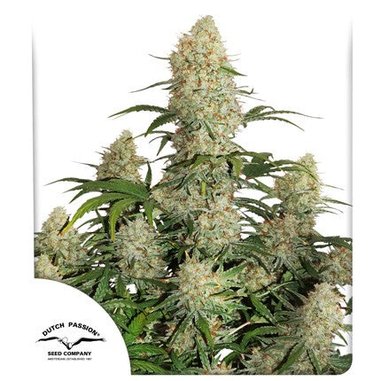 THC: Muy alto Híbrida Autofloreciente  Tiempo: 10 Semanas  Sabor: Agridulce afrutado 